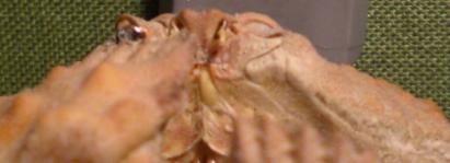 calappa undulata T.F.C. base of  antenna 1.bmp